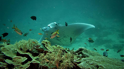 cruises for scuba divers in Komodo Indonesia