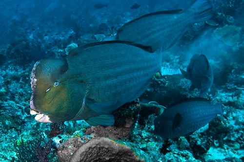 Bumphead parrotfish in Raja Ampat
