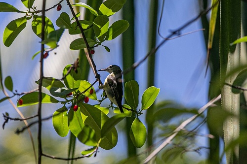 Bird watching at Kusu Resort in Halmahera