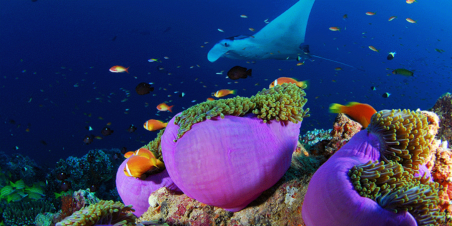 Cruises for scuba divers in Maldives
