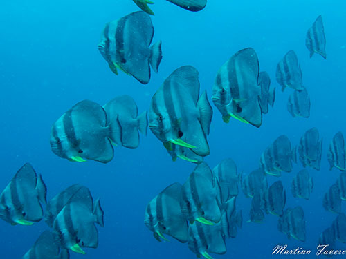 School of longfin batfish in Halmahera