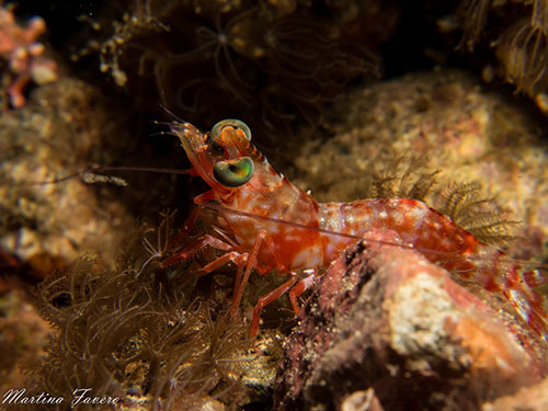 Halmahera's reticulated hinge-beak shrimp
