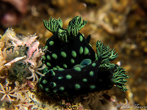 Halmahera's nudibranch