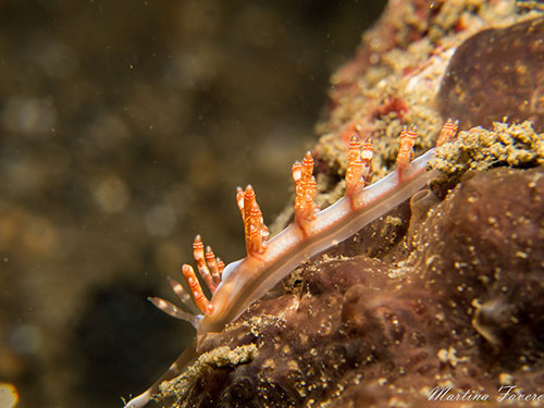Halmahera's Flabellina nudibranch