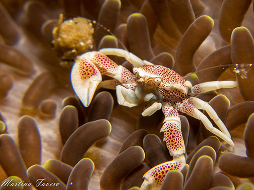 Halmahera's porcelain crab in soft coral