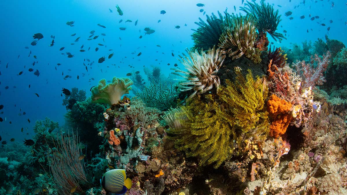 Reef diving and wide angle at Metita Resort, Indonesia