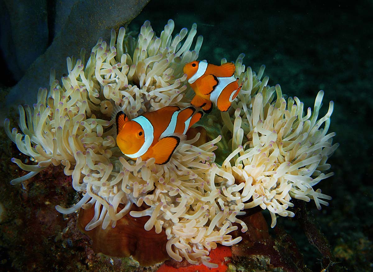 Anemone clownfish in North Sulawesi