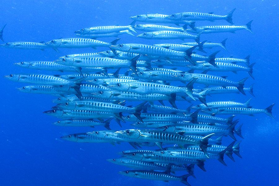 School of Barracuda fish in Palau