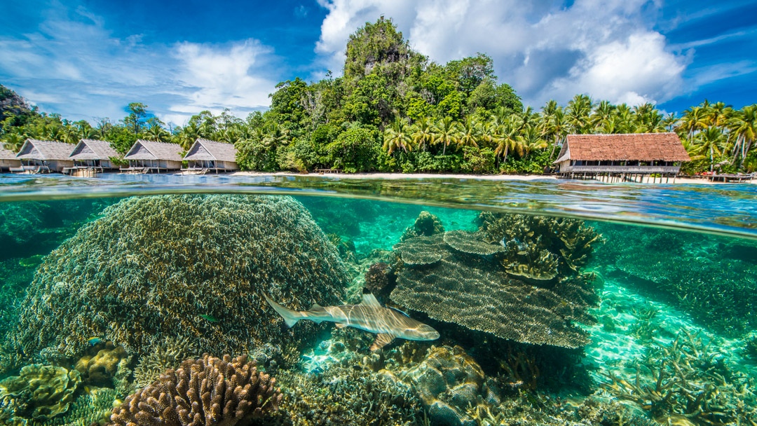 House Reef of Raja 4 Divers Resort