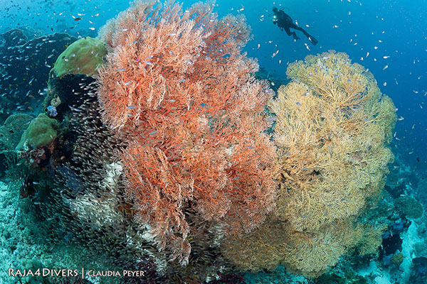 Coral reefs at Raja 4 Divers Resort