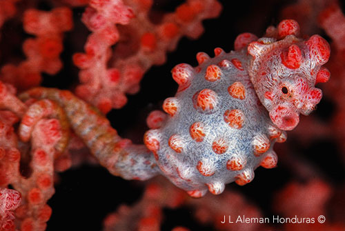 Denise pygmy seahorse in Misool reef