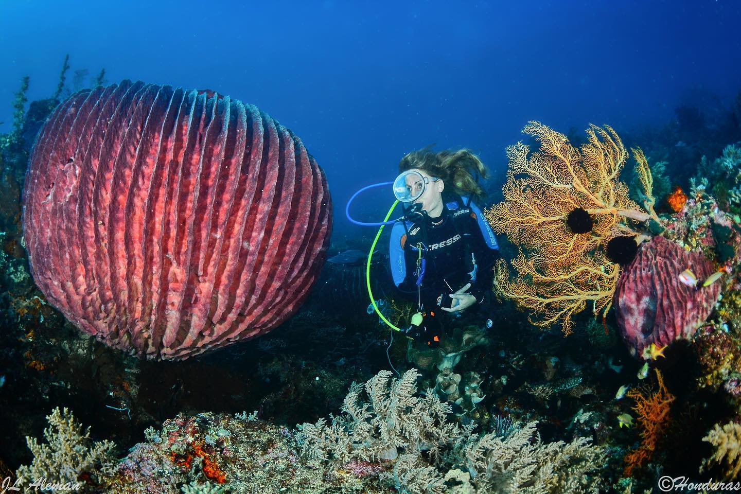 Scuba diver and big sponge in Indonesia