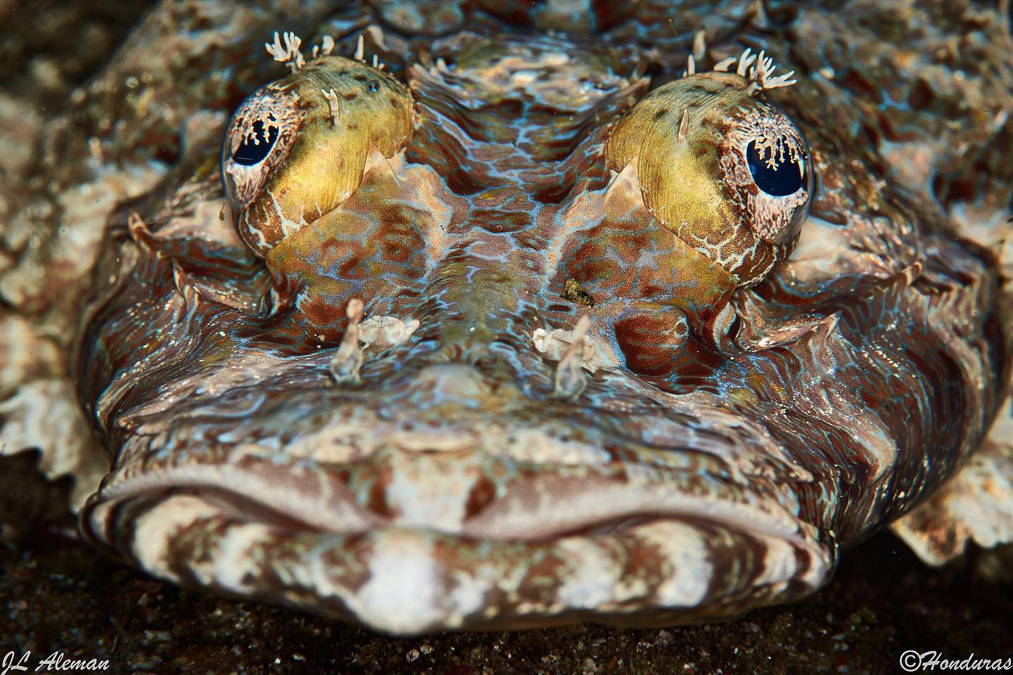 Cruises for divers in Indonesia: Crocodile fish