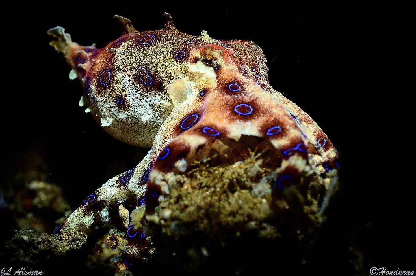 Cruises for divers in Indonesia: Blu-ringed octopus