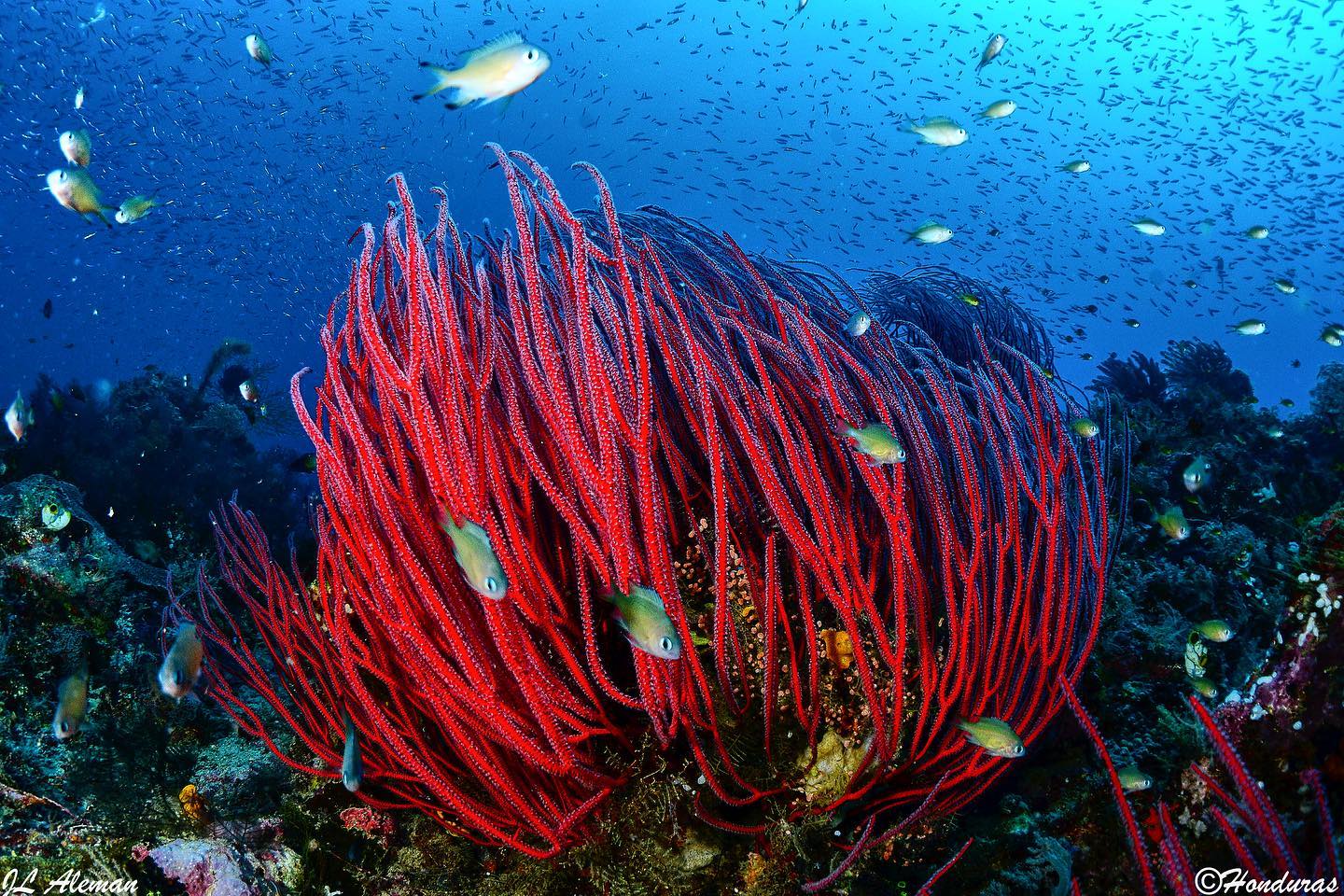 Cruises for divers in Indonesia: coral reef