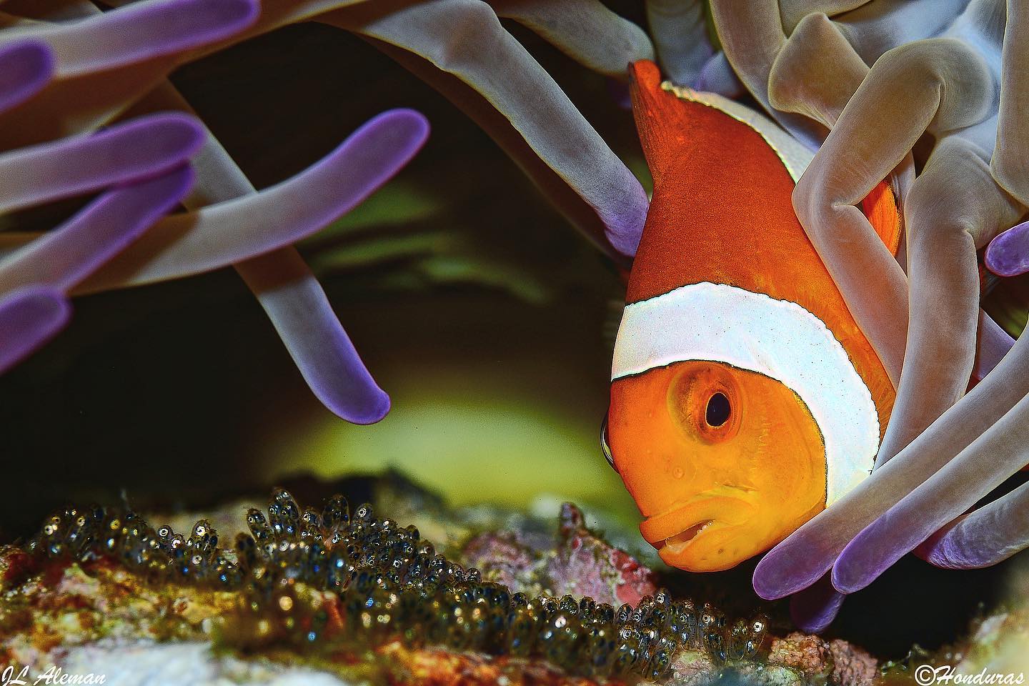 Cruises for divers in Indonesia: clownfish with eggs in anemone 