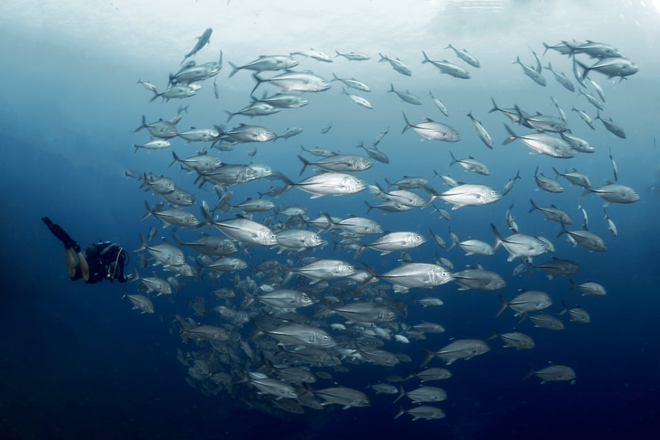 Diver and school of Jack fish in Banda Sea