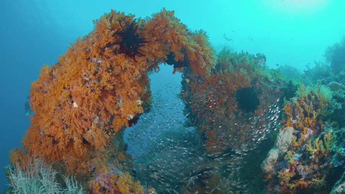 Lucipara Islands coral formation