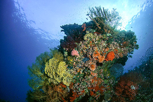 Sali Bay Resort's house reef soft coral