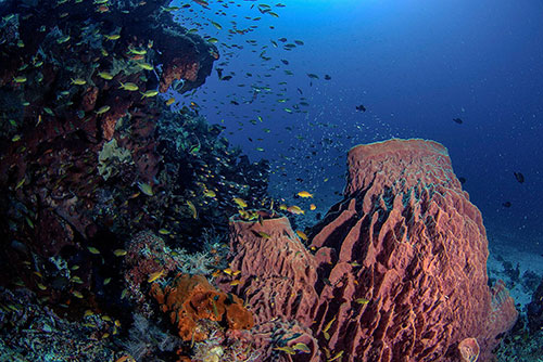 Sali Bay Resort's house reef hard coral