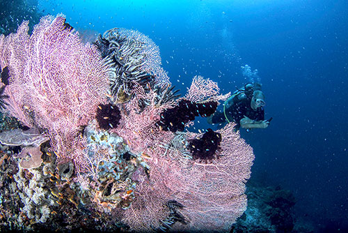 Sali Bay Resort's house reef soft coral