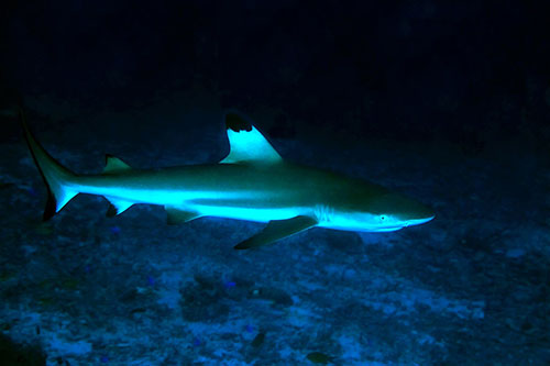 Sali Bay Resort's house reef shark