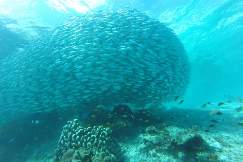 Silver fish shoal in Raja Ampat
