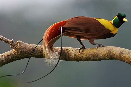 Bird of Paradise of Raja Ampat