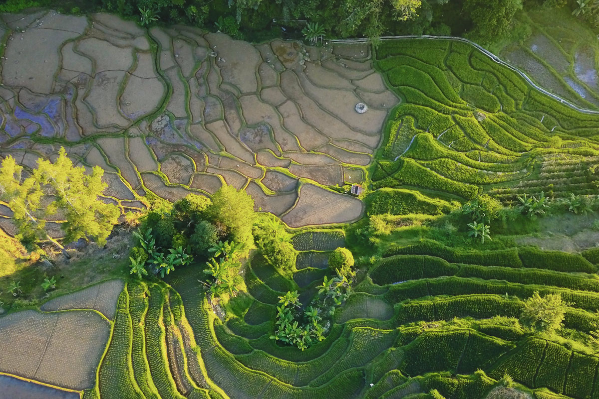 Minangkabau terraced rice fields