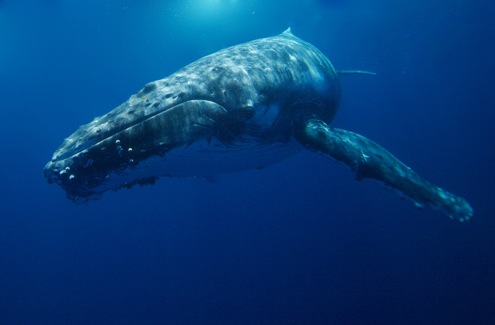 Tonga: The Swimming with Whales Experience