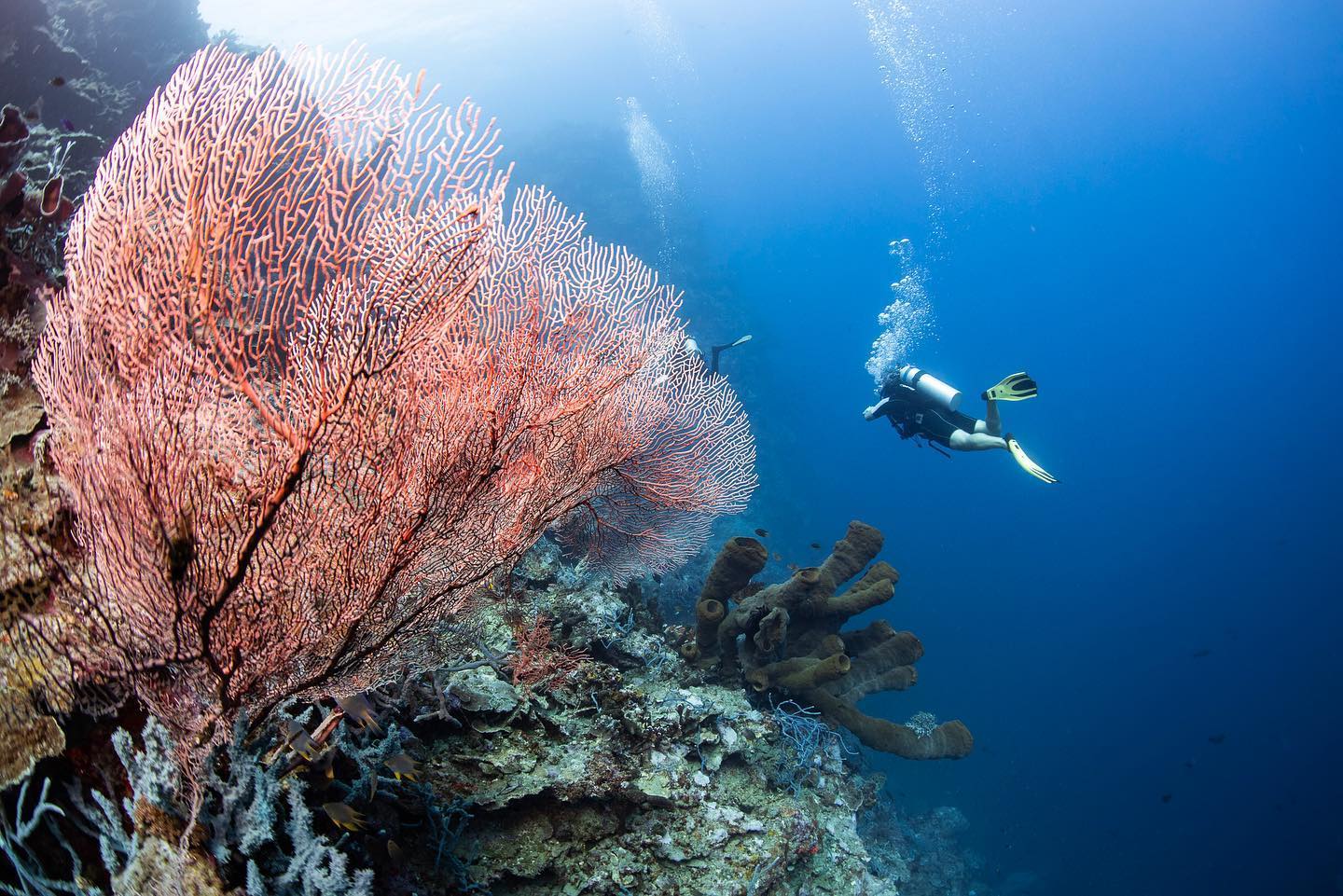 Scuba diving in Togian Islands, Indonesia