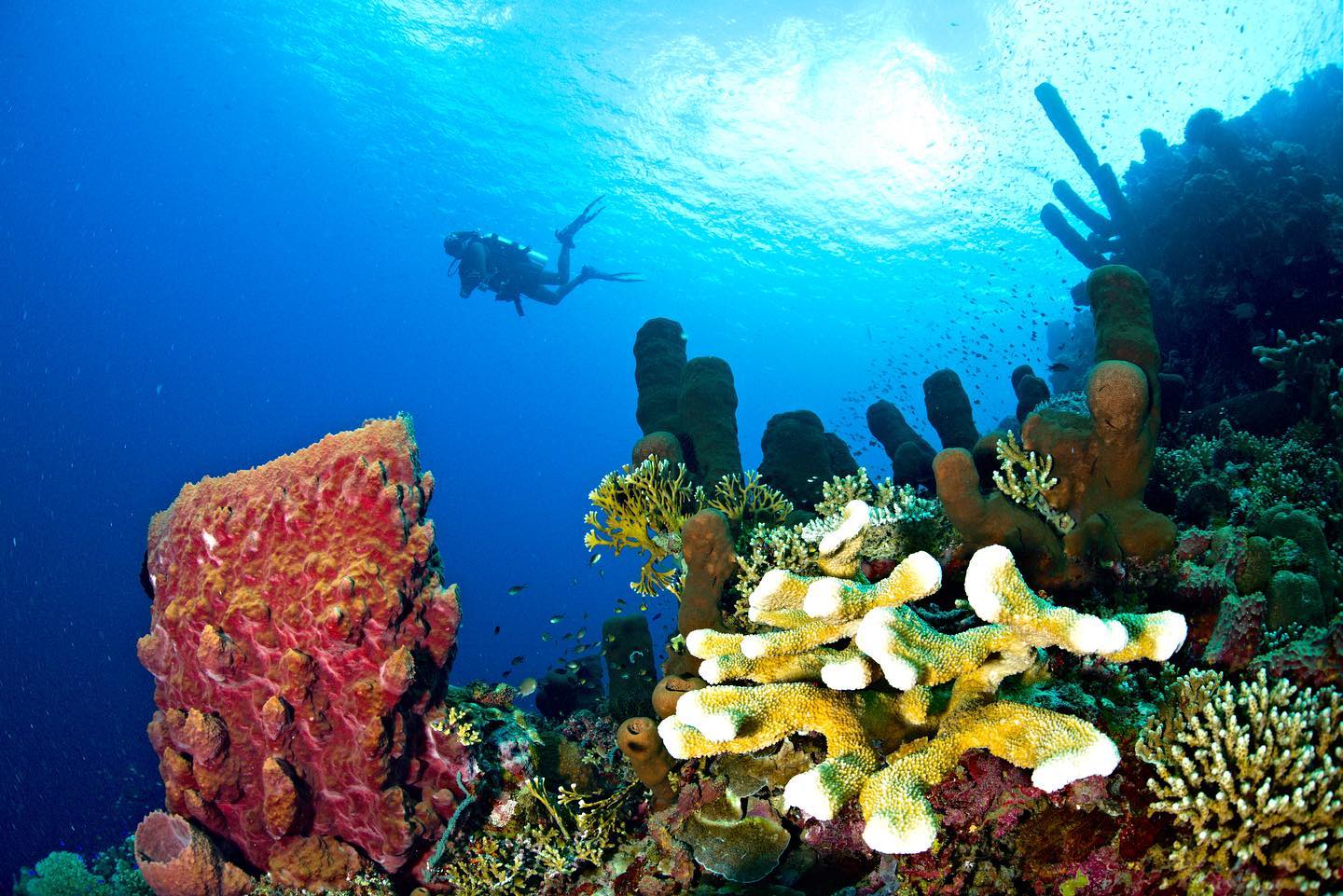 Scuba diving in Togeans healthy reefs