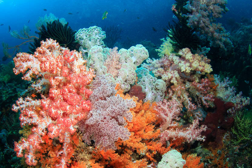 Coral reef of Triton Bay