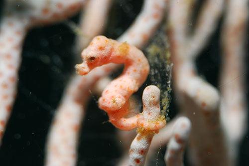 Pygmy seahorse denise at Triton Bay