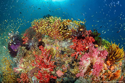 Coral reef diving at Triton Bay Divers resort Indonesia