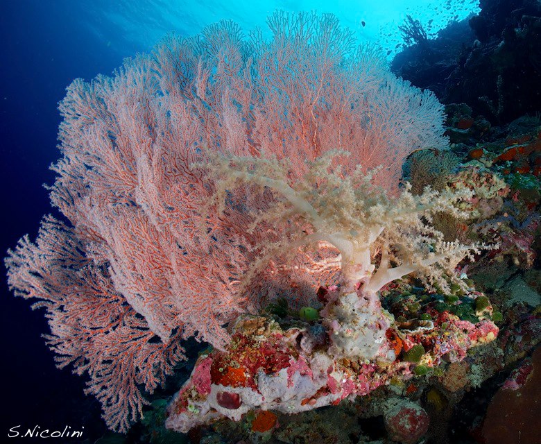 Reef at Wakatobi