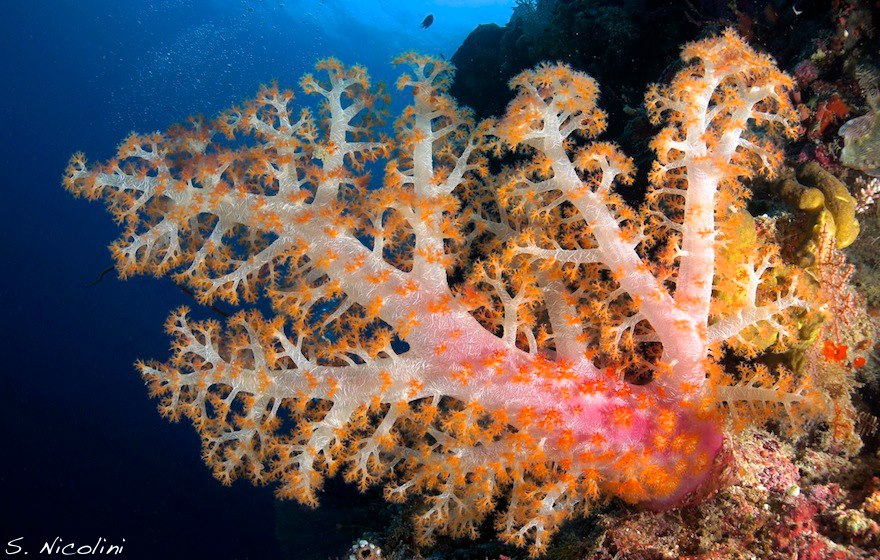 Reef at Wakatobi