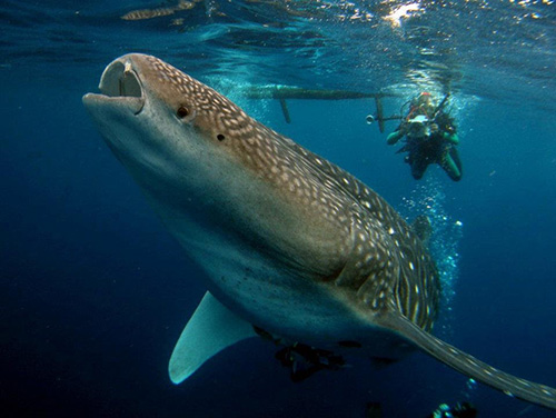 whale-sharks-cendrawasih-bay-indonesia