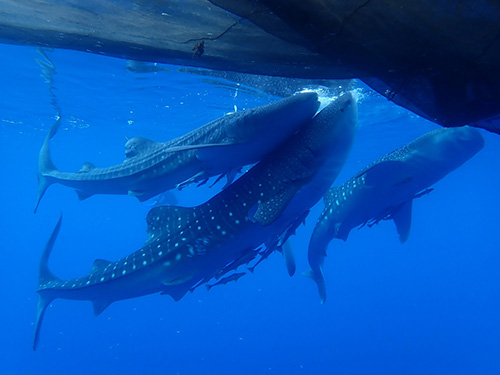 whale-sharks-cendrawasih-bay-indonesia