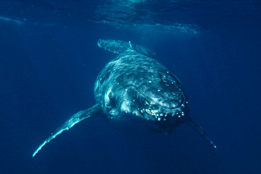 Face-to-face encounter with a humpback whale