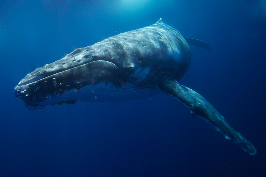 Eye-to-eye experience with a humpback whale