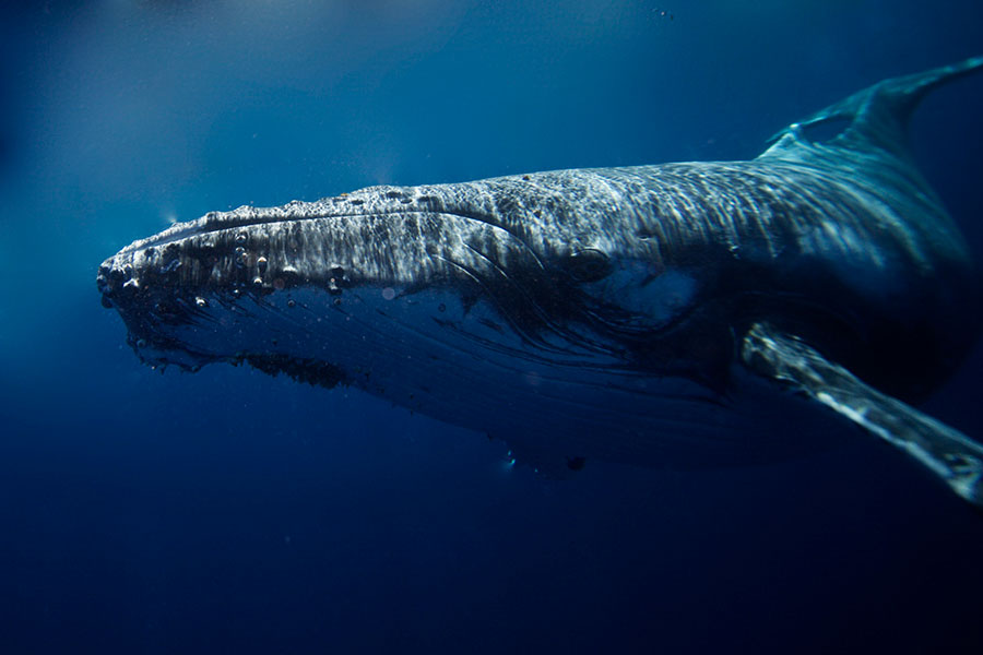 Giant humpback whale scanned us