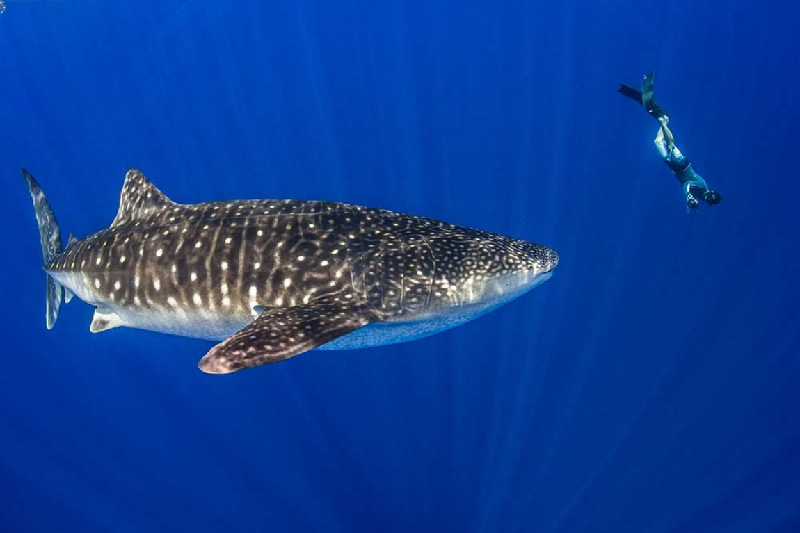 Diving with whale sharks in Christmas Island by Kirsty Faulkner