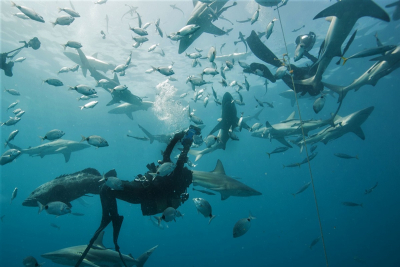 Dive Trip Deals 2022 | Galapagos, Cocos, Tubbataha, Palau, Socorro