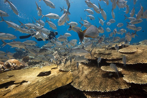 Healthy flat coral acropora and diver in Raja Ampat