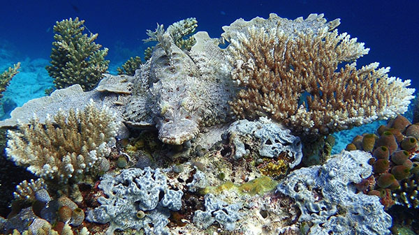 Underwater photography at Raja 4 Divers Resort