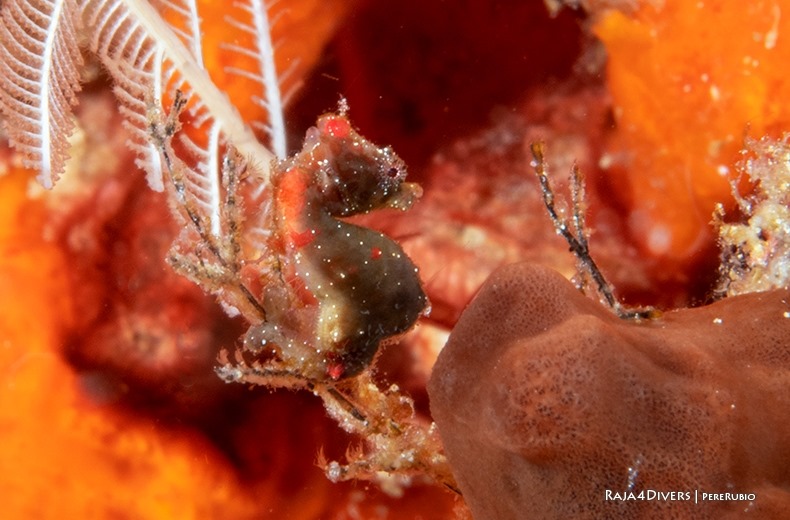 Macro photography at Raja 4 Divers Resort