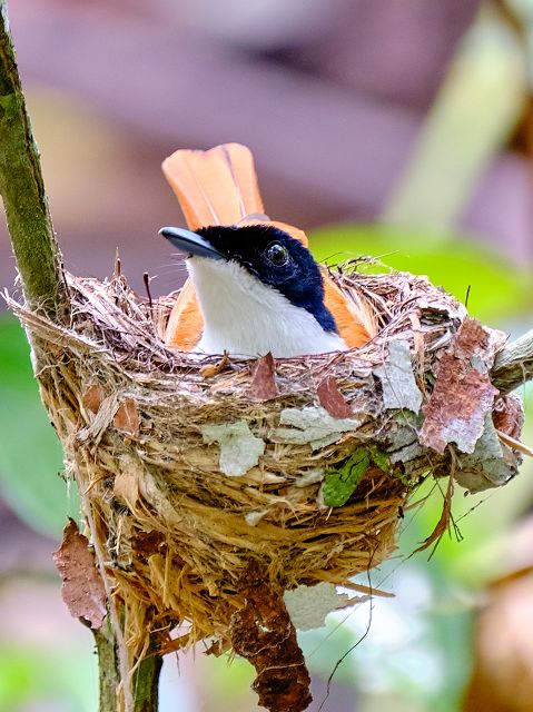 Bird watching at Raja 4 Divers Resort