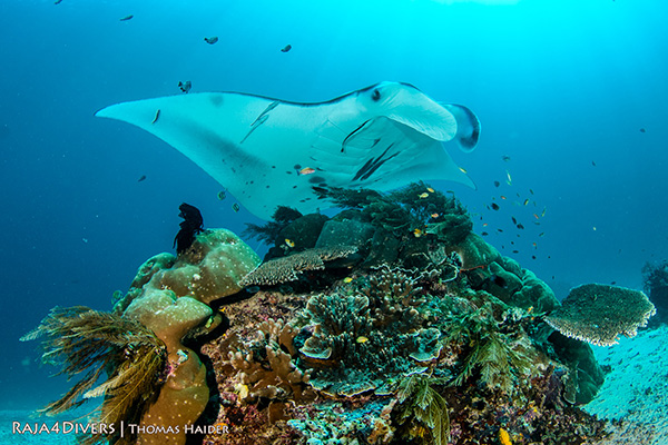 Coral gardens and manta at Raja 4 Divers Resort