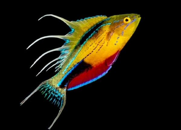 The Nursalim Flasher wrasse is an endemic specie of Triton Bay in West Papua